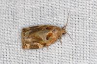 Archips xylosteana