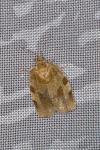 Choristoneura hebenstreitella