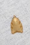 Aleimma loeflingiana