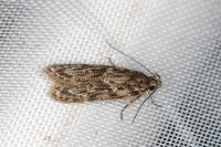 Gelechia muscosella
