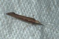 Plutella xylostella