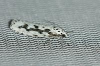 Ethmia pusiella/candidella