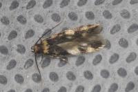 Oegoconia