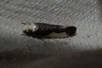 Monopis monachella