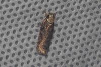 Depressaria
