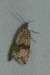 Celypha striana