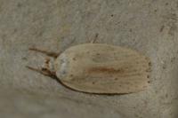 Agonopterix pallorella