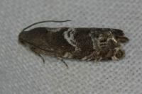 Cydia coniferana