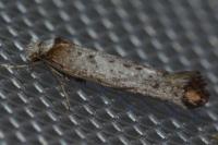 Pseudoswammerdamia combinella