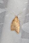Carcina quercana