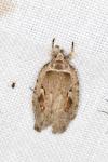 Agonopterix ocellana