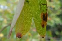 Stigmella hybnerella