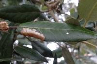 Phyllonorycter messaniella