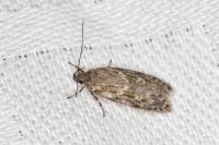 Gelechia muscosella