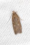 Helcystogramma triannulella