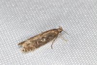Gelechia sororculella