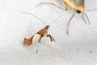 Caloptilia stigmatella