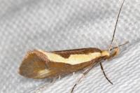 Harpella forficella