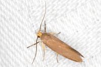 Crassa unitella