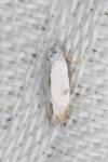 Pseudopostega crepusculella