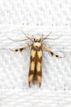 Stathmopoda pedella