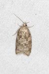 Cnephasia