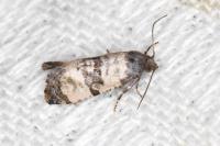 Cochylichroa atricapitana