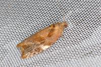 Ditula angustiorana