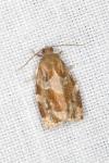 Archips xylosteana