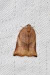 Archips podana