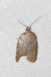 Acleris sparsana