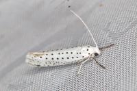 Yponomeuta evonymella
