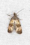 Cochylichroa atricapitana