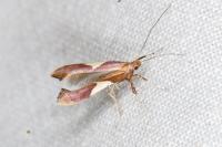 Caloptilia stigmatella