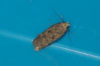 Bryotropha