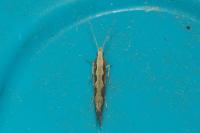 Plutella xylostella