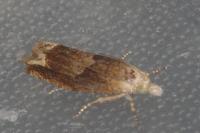Eucosma conterminana