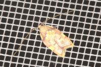 Carcina quercana