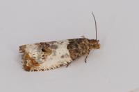 Notocelia