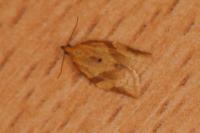 Clepsis consimilana