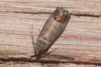 Cydia pomonella