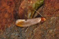 Tinea semifulvella