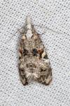 Phtheochroa rugosana