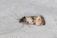 Cochylichroa atricapitana