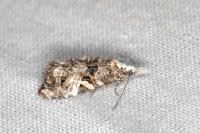 Phtheochroa rugosana