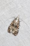 Phtheochroa rugosana
