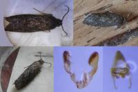Grapholita molesta