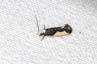 Monopis monachella