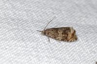 Celypha lacunana