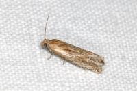 Eucosma